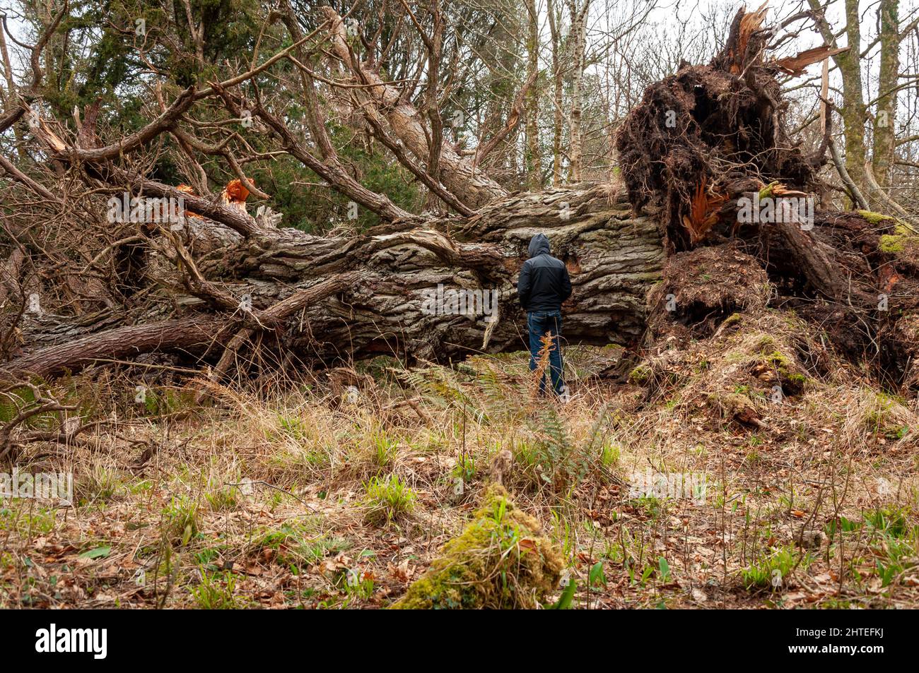 Sturm in Irland. Männlicher Tourist an einem gefallenen 400 Jahre alten Eibenbaum im Killarney National Park, County Kerry, Irland ab 2014 Stockfoto