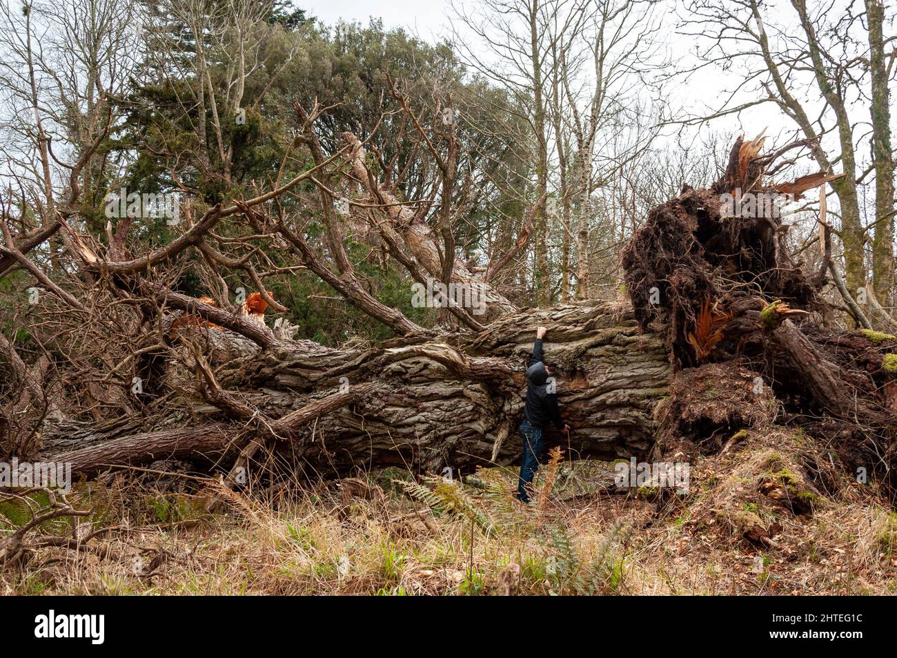 Irlands Sturmschäden und gefallene 400 Jahre alte Eibe im Killarney National Park, County Kerry, Irland Stockfoto