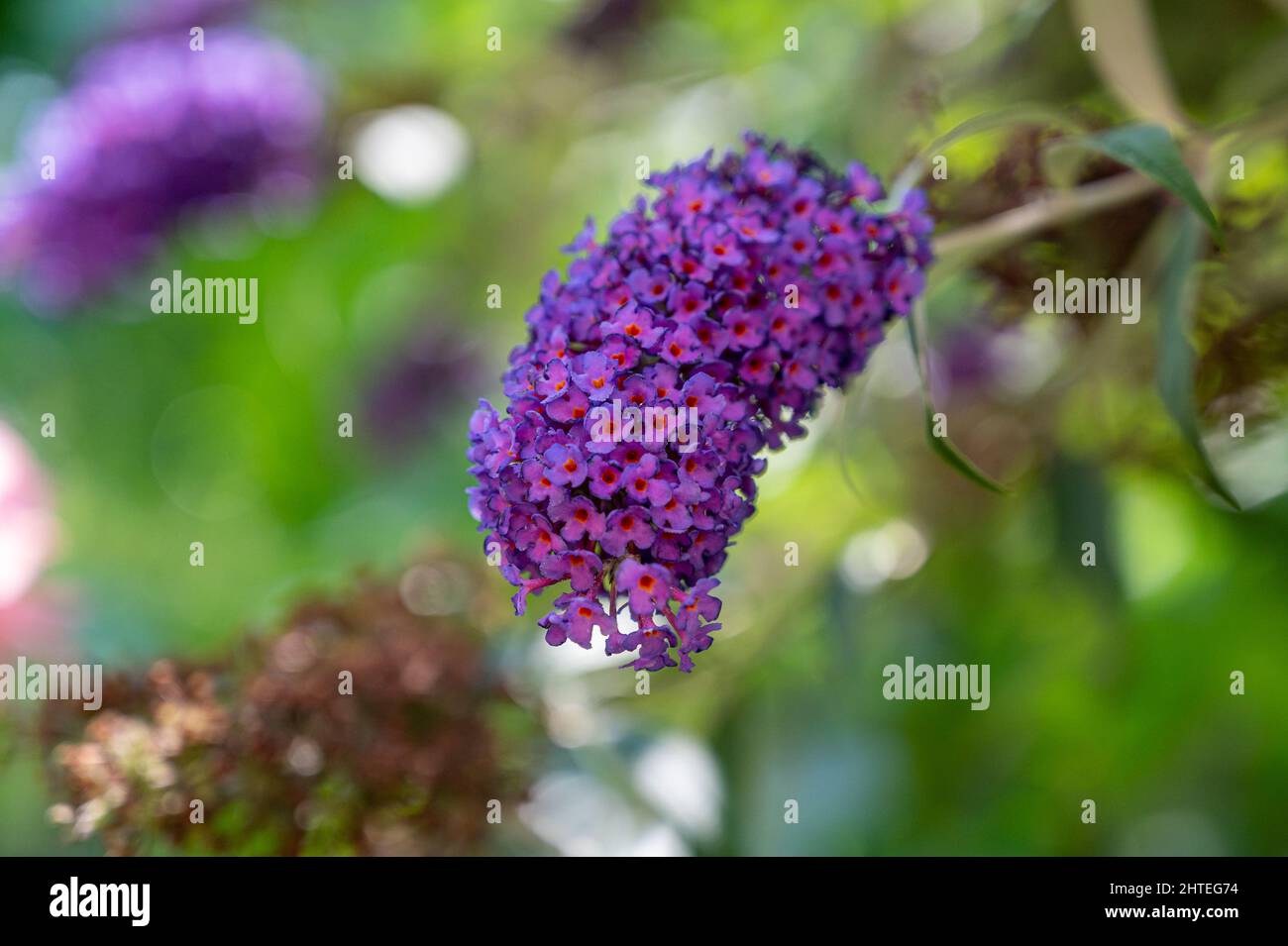Eine schöne Aussicht auf die Sommer Flieder Blumen in einem ga blühen Stockfoto