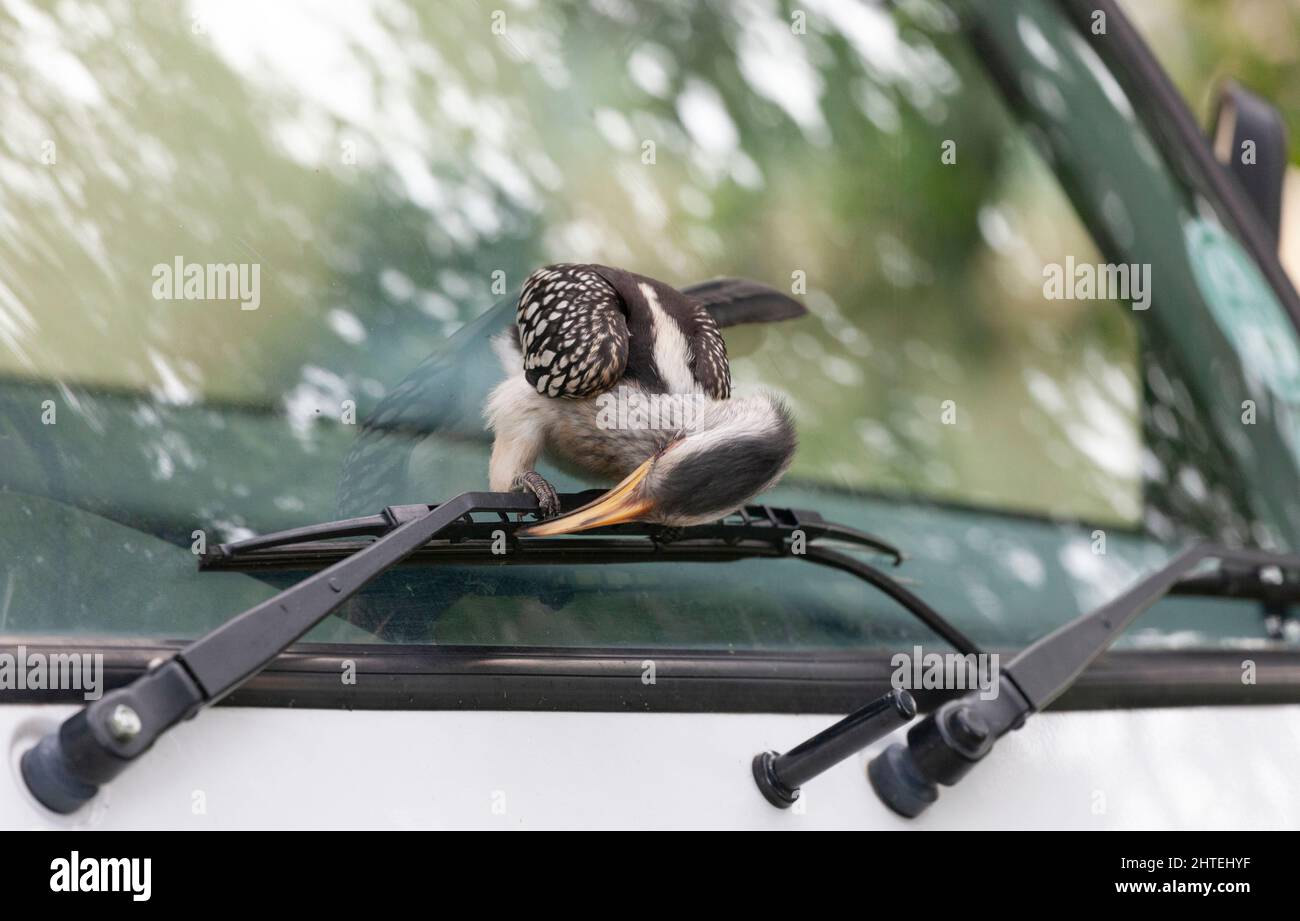 Südlicher Gelbschnabelhornbill, Tockus leucomelas, der unter den Windschutzscheiben eines Fahrzeugs im Krger NP, Südafrika, nach Insekten fressend ist Stockfoto