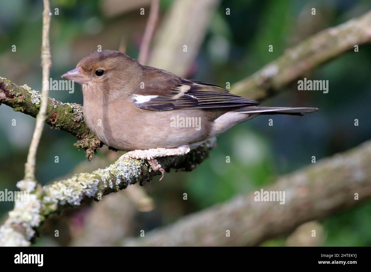 Weiblicher Gemeiner Chaffinch (Fringilla-Koelebs) Stockfoto