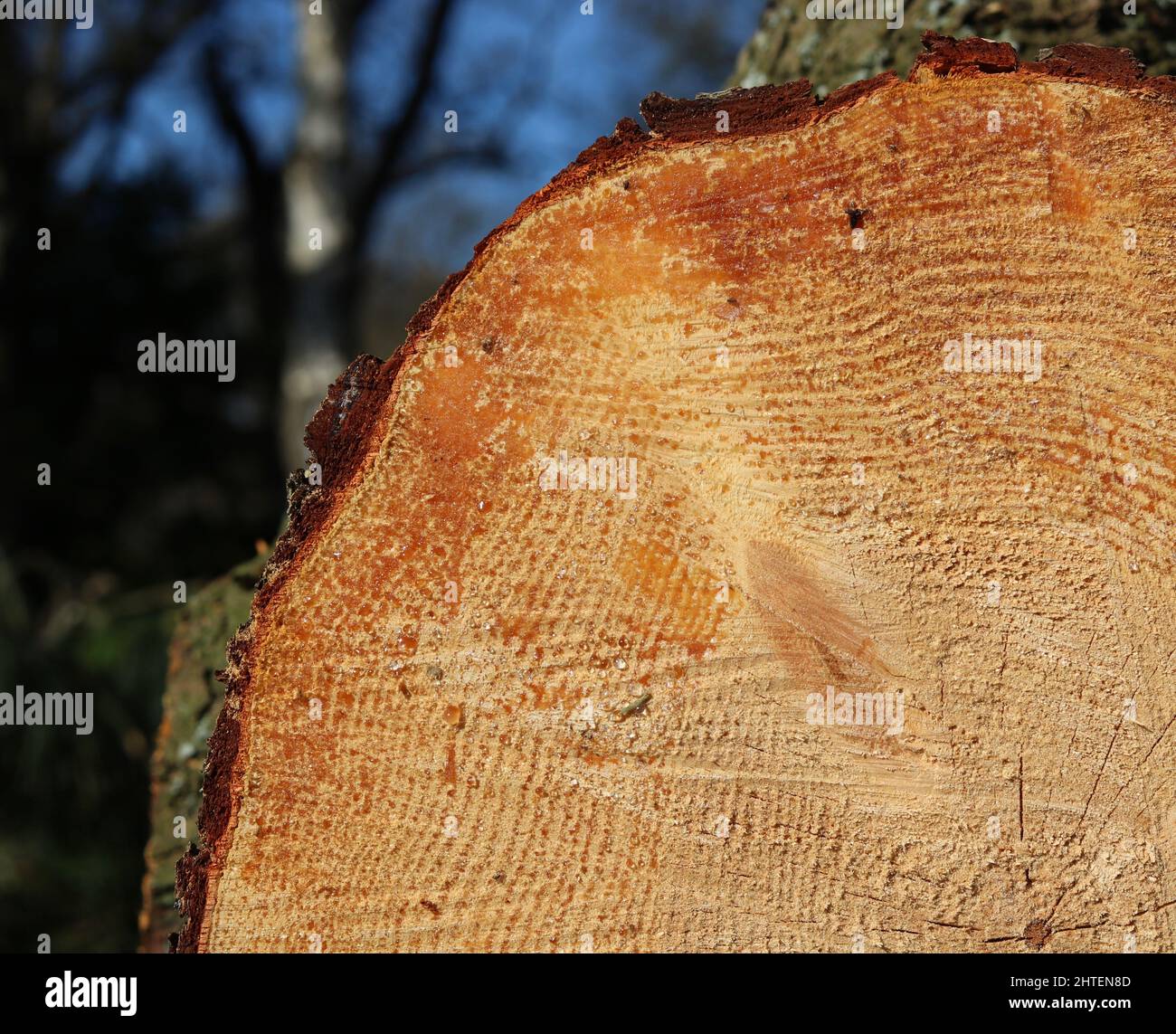 Schnitt durch abgetrennten Baumstamm, der die Alterung durch Holzkornringe zeigt Stockfoto
