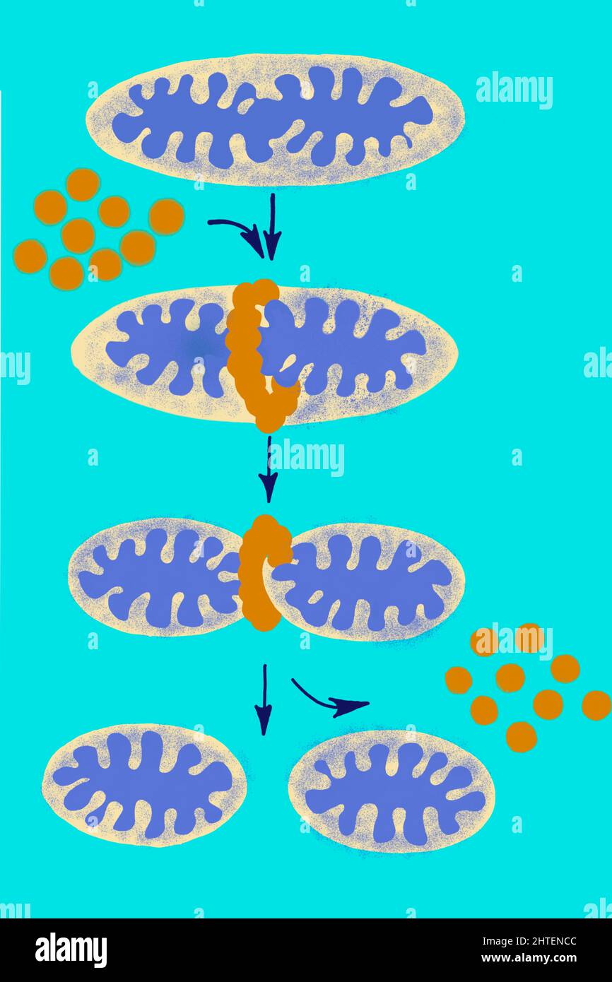 Die Biologieabbildung zeigt die Mitochondrien-Dynamik Stockfoto