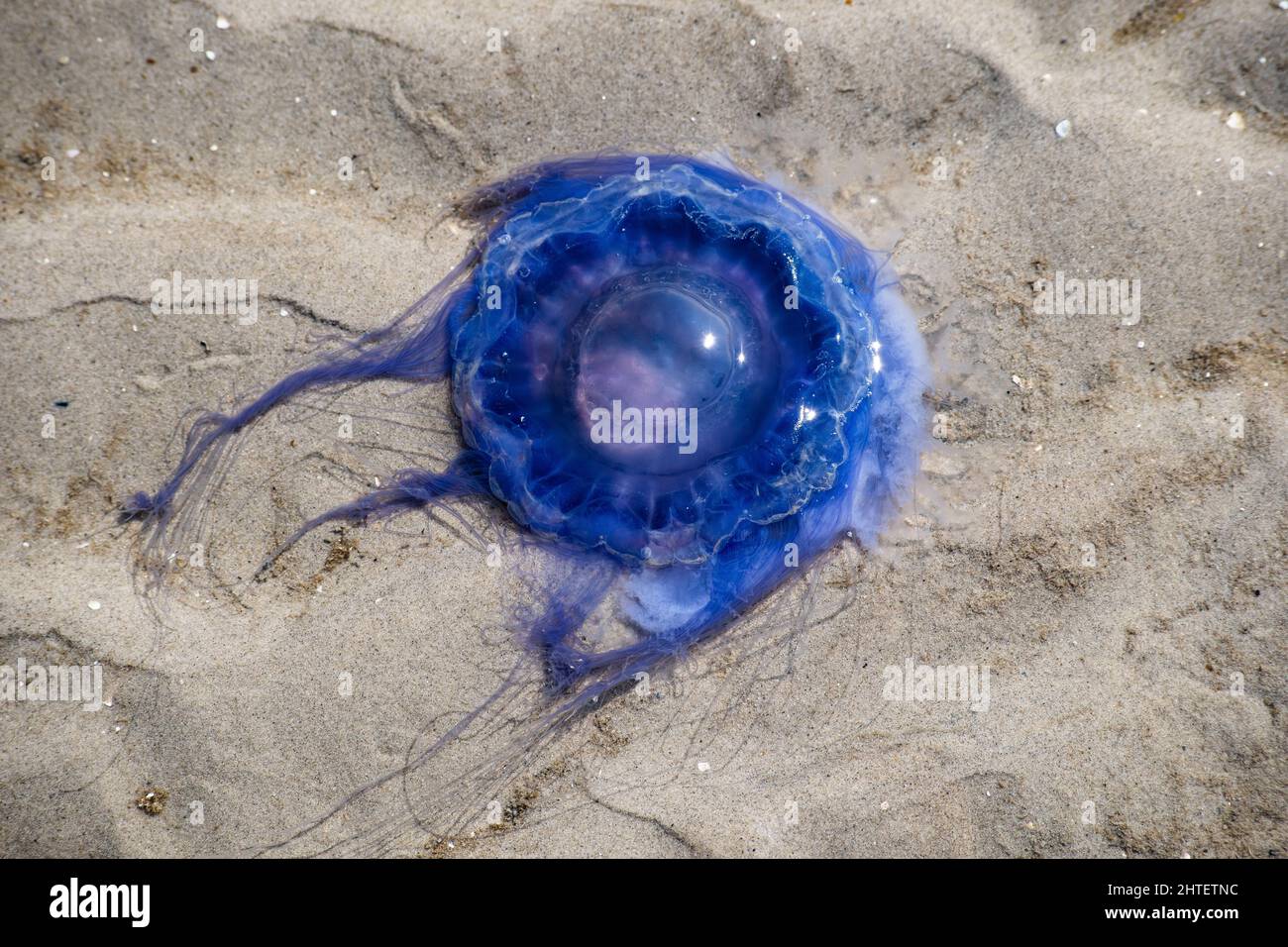 Blaue Nesselqualle am Strand von St. Peter Ording Stockfoto