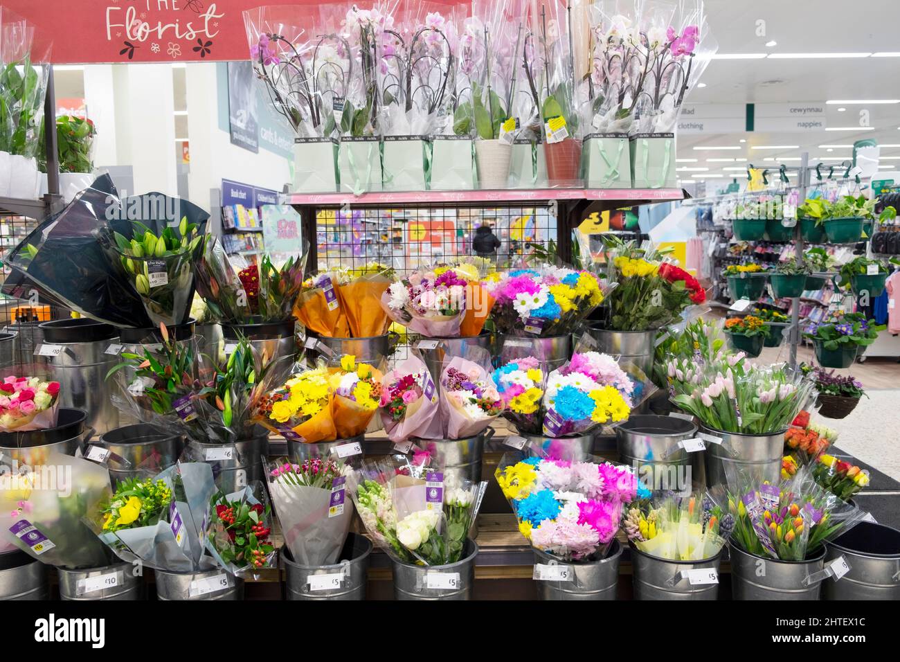 Floral Florist Display von geschnittenen Blumen in britischen Kindergärten auf Regalen im Supermarkt Morrisons gewachsen Februar 2022 Großbritannien Großbritannien KATHY DEWITT Stockfoto