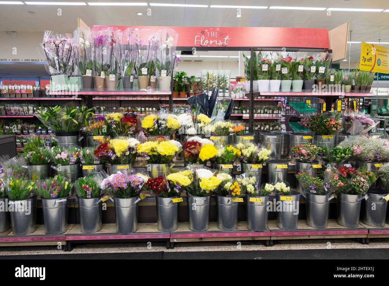 Floral Floristen zeigen Reihen von geschnittenen Blumen in britischen Kindergärten auf Regalen im Supermarkt Morrisons Februar 2022 Großbritannien Großbritannien KATHY DEWITT Stockfoto