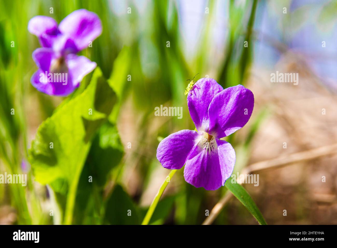 Grüne große Blattlaus, die sich mit Pflanzensäften ernährt, sitzt auf einem violetten Blütenblatt unter den warmen Sonnenstrahlen, selektiver Fokus Stockfoto