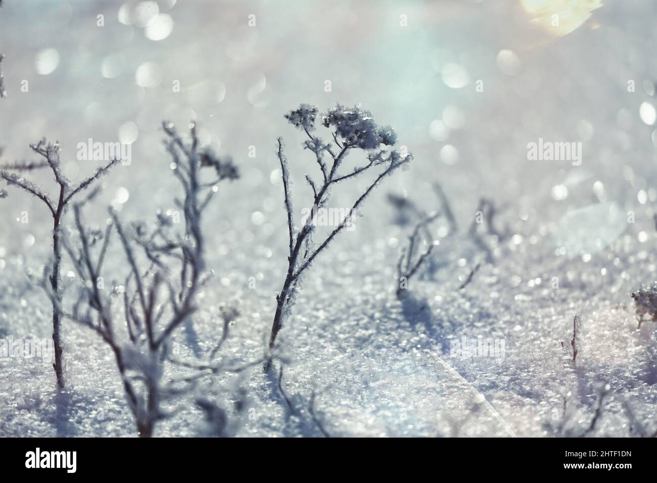Nahaufnahme der Winterlandschaft. Stockfoto