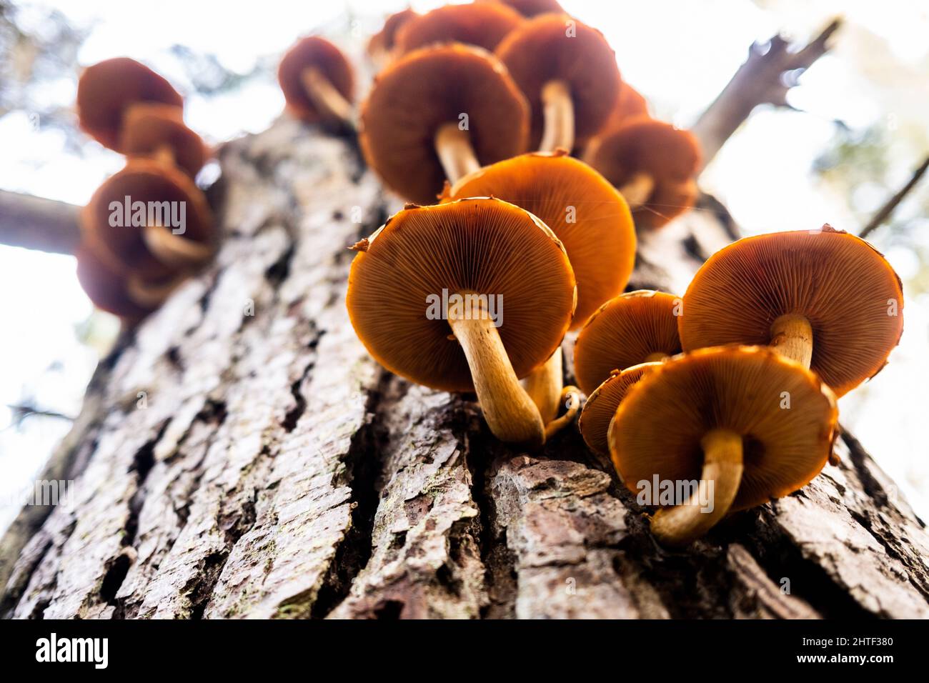 Pilze wachsen auf Baumstamm im kalifornischen Wald Stockfoto