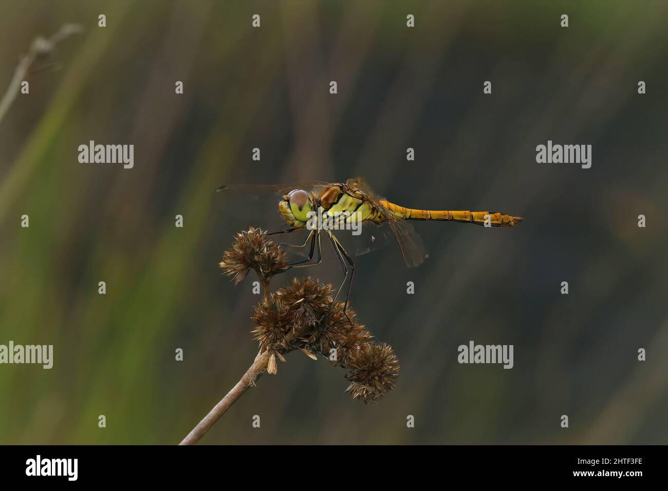 Nahaufnahme eines weiblichen Wanderliebling, Sympetrum vulgatum, sitzend Stockfoto