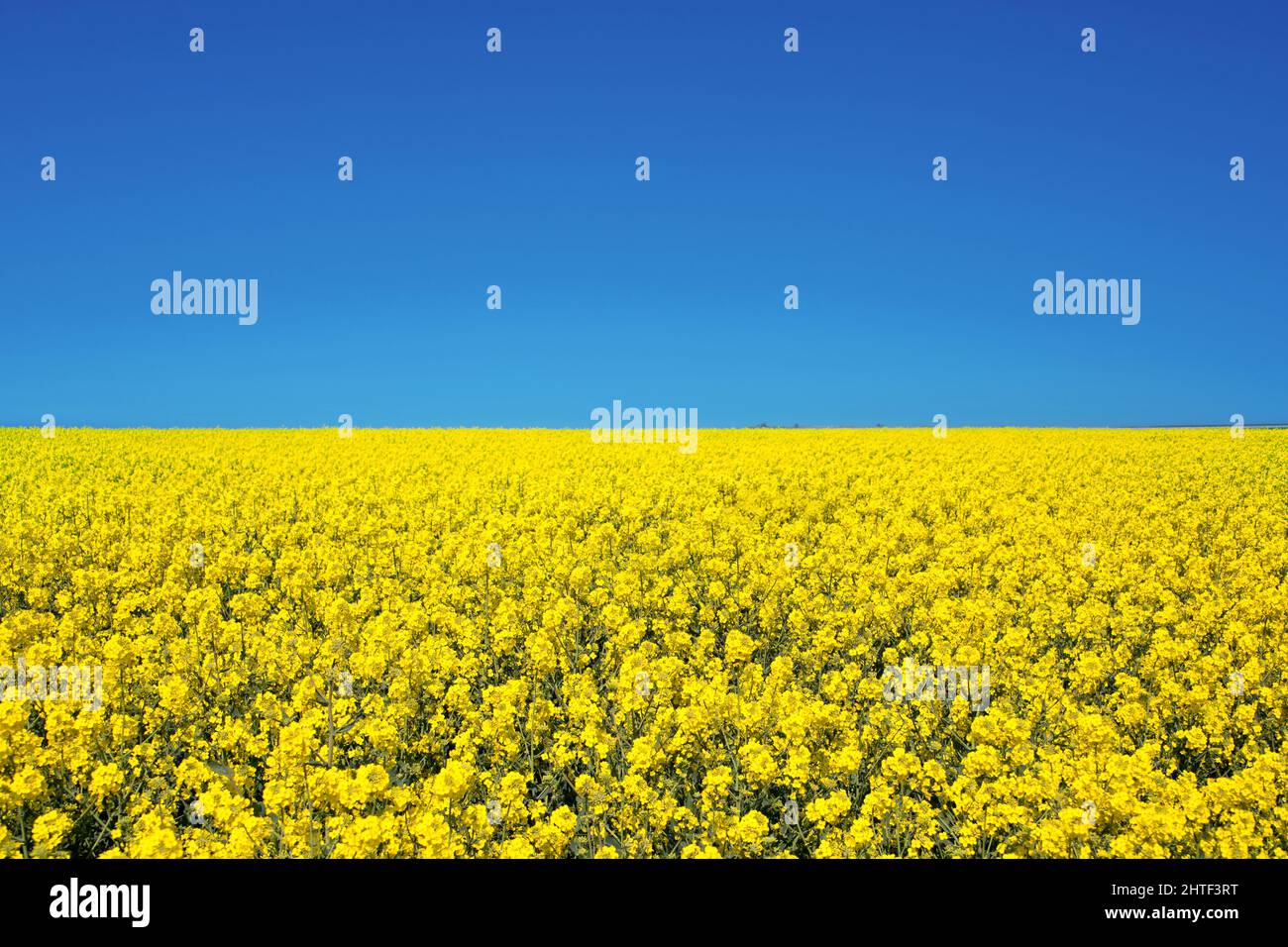 Feld von Raps gelben Blumen und blauen Himmel, ukrainische Flaggen Farben, Ukraine Landwirtschaft Illustration Stockfoto