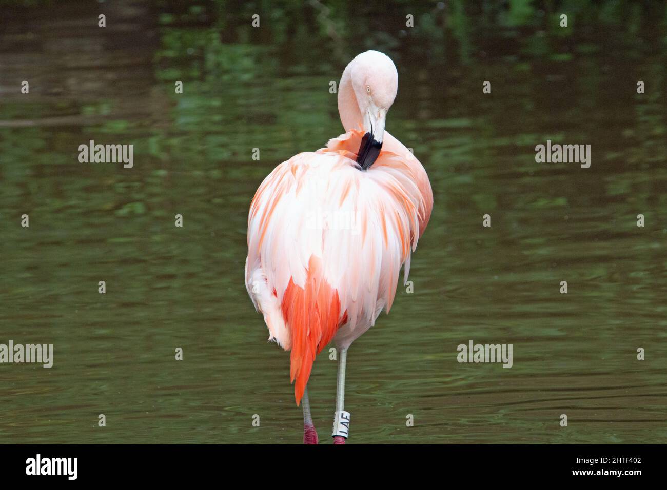 Ein einziger rosafarbener chilenischer Flamingo (Phoenicopterus chilensis), der in grün grauem Wasser steht und aufprebt Stockfoto