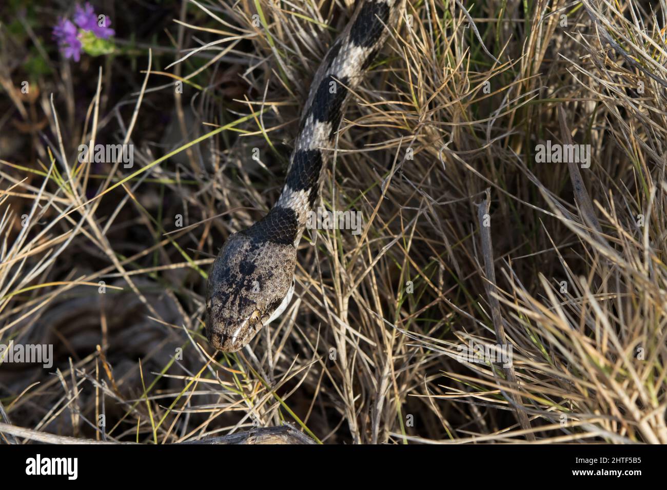 Eine europäische Katzenschlange, oder Soosan Snake, Telescopus fallax, die auf Gras rutscht, in Malta. Stockfoto