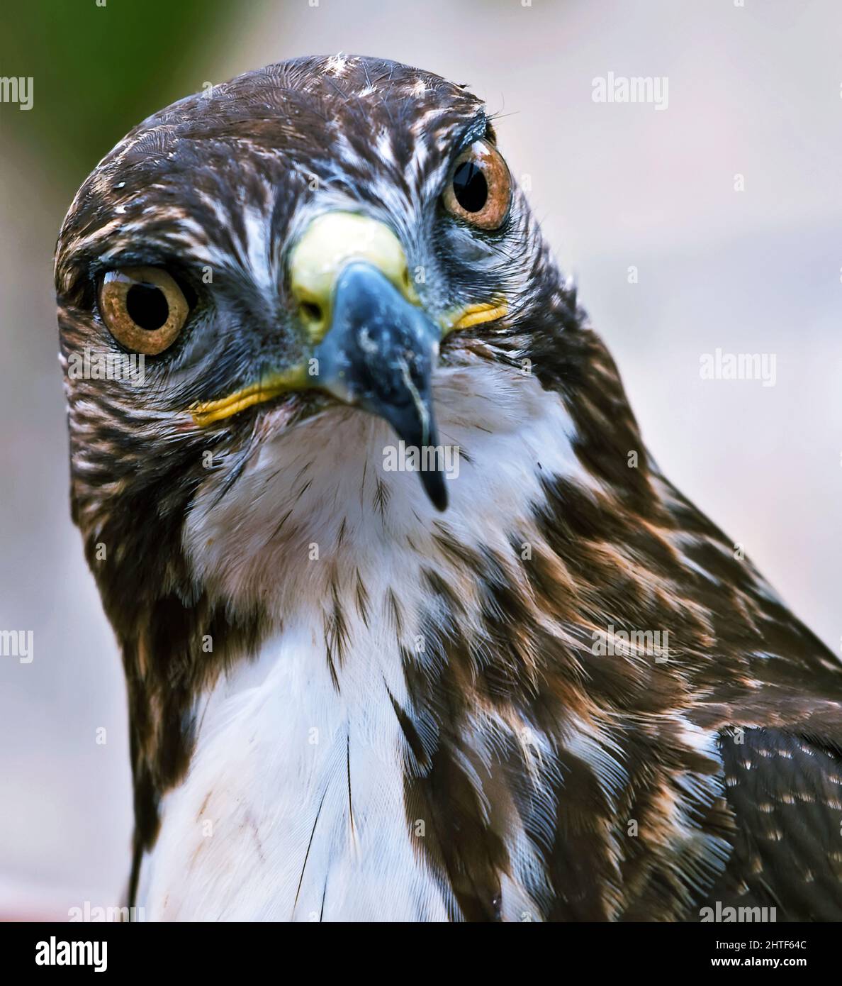 Porträt eines Raubvogels oder Raubvogels Stockfoto