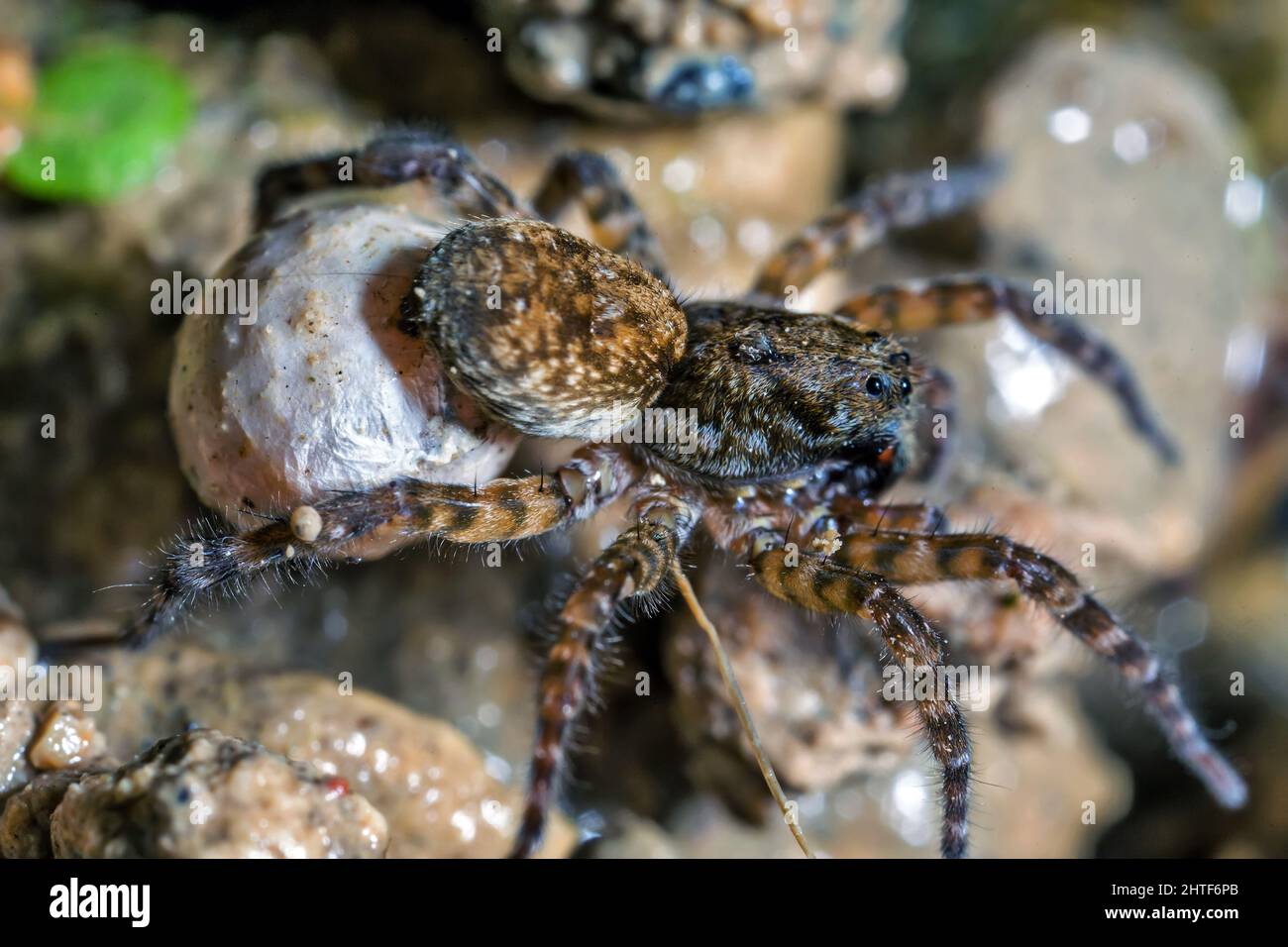 Die Weibliche Wolf-Spinne Trägt Ihren Eiersack Stockfoto