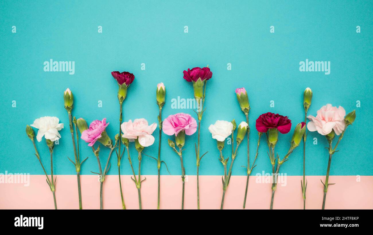 Horizontale Farbe Block flach legen mit Mini-Nelke Blumen Stockfoto