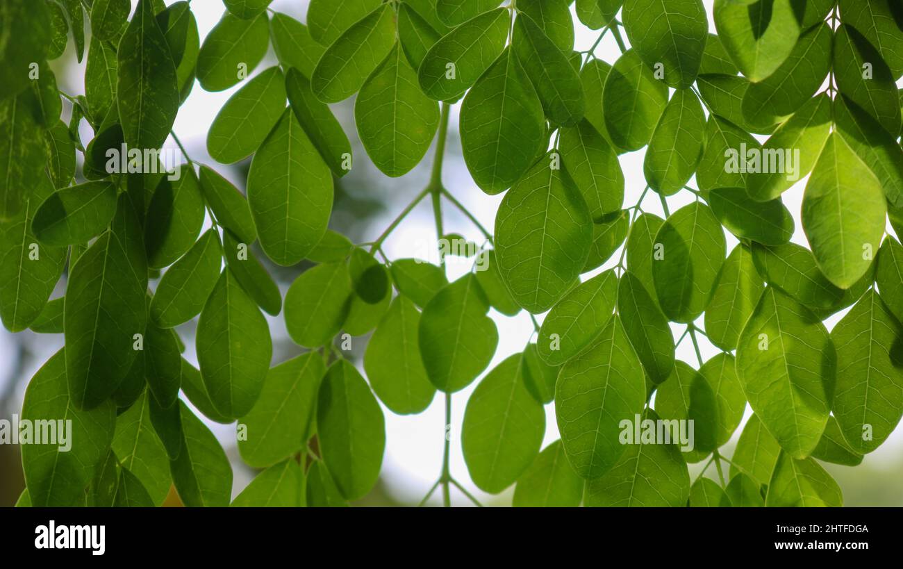 Moringa, Blätter (Moringa oleifera Lamk.) Natürliche grüne Moringa-Blätter im Garten, grüner Hintergrund. Stockfoto