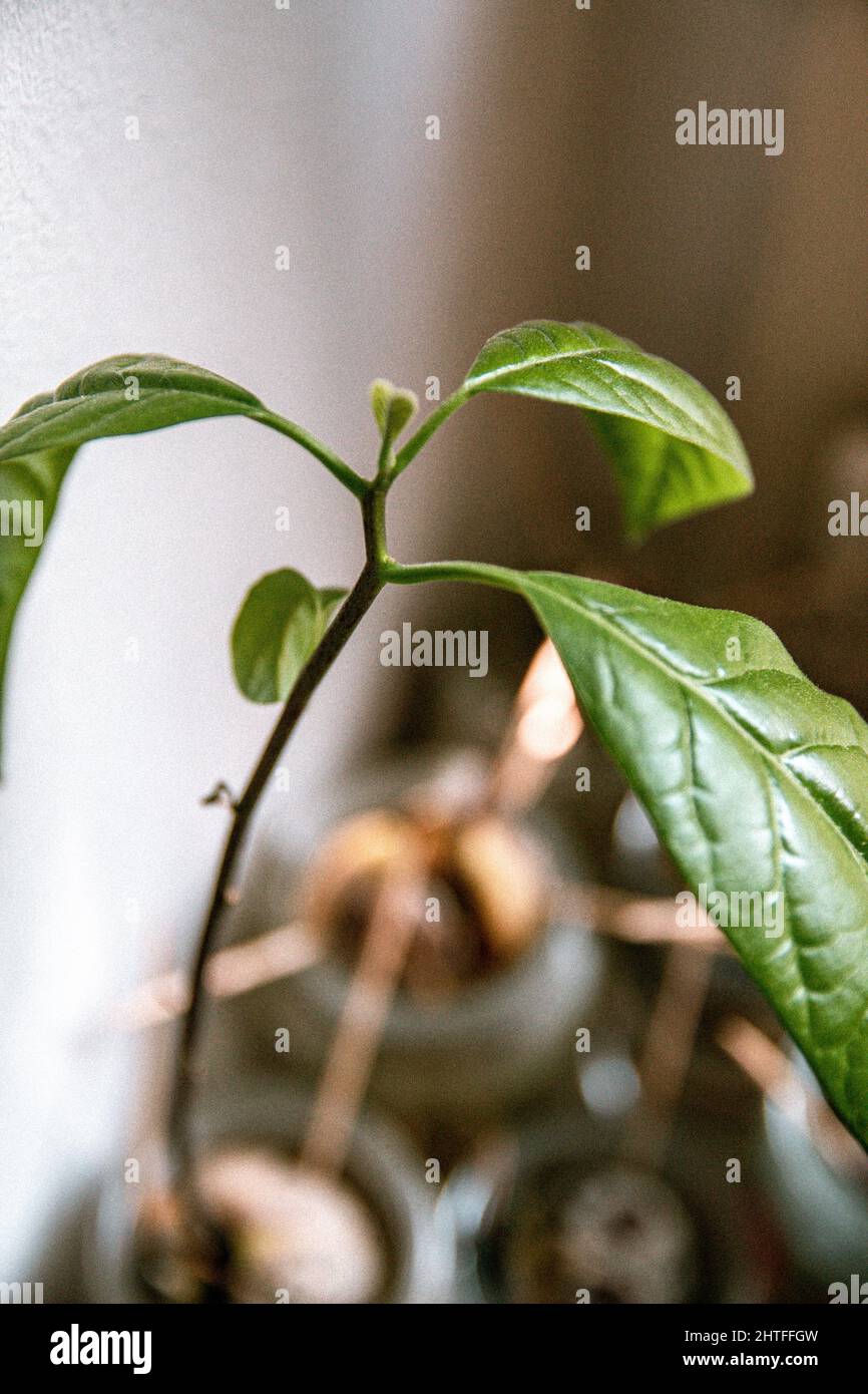 Vertikale Nahaufnahme einer grünen Zimmerpflanze Stockfoto