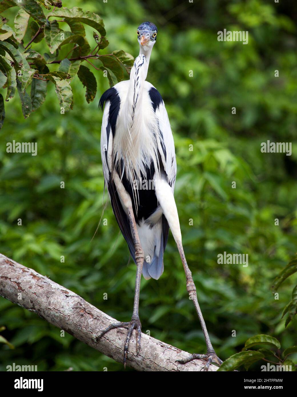 Nahaufnahme Porträt des Reihers von Cocoi (Ardea cocoi), der aufrecht auf der Holzjagd auf Pampas del Yacuma, Bolivien, steht. Stockfoto