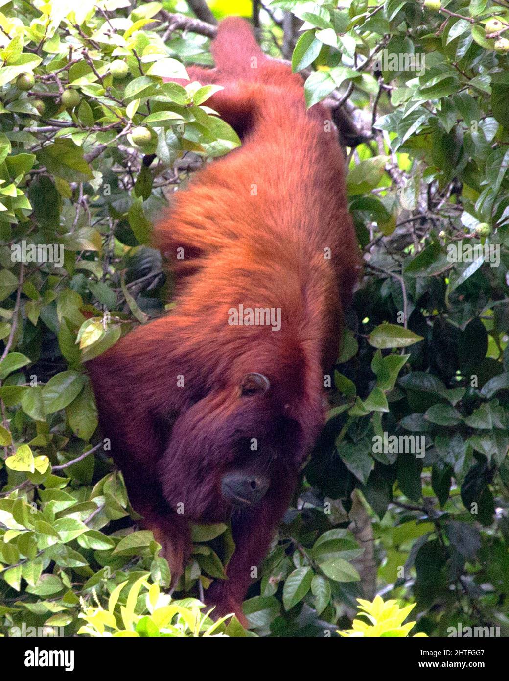 Nahaufnahme eines bolivianischen roten Brüllaffen (Alouatta sara), der kopfüber hängt und in Baumwipfeln in den Pampas del Yacuma, Bolivien, auf Nahrungssuche geht. Stockfoto