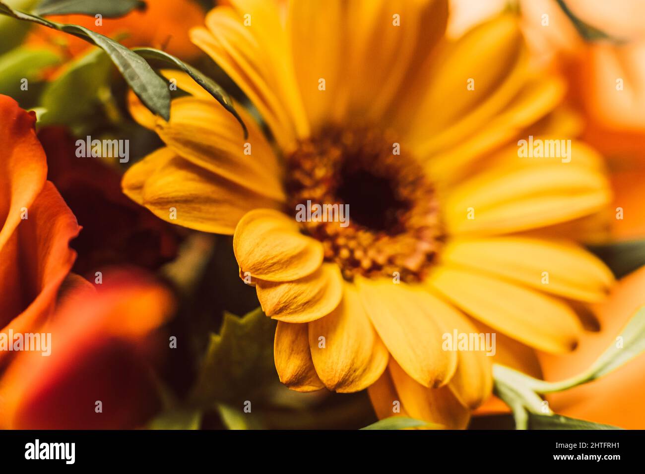 Selektiver Fokus von gelber Gerbera Stockfoto