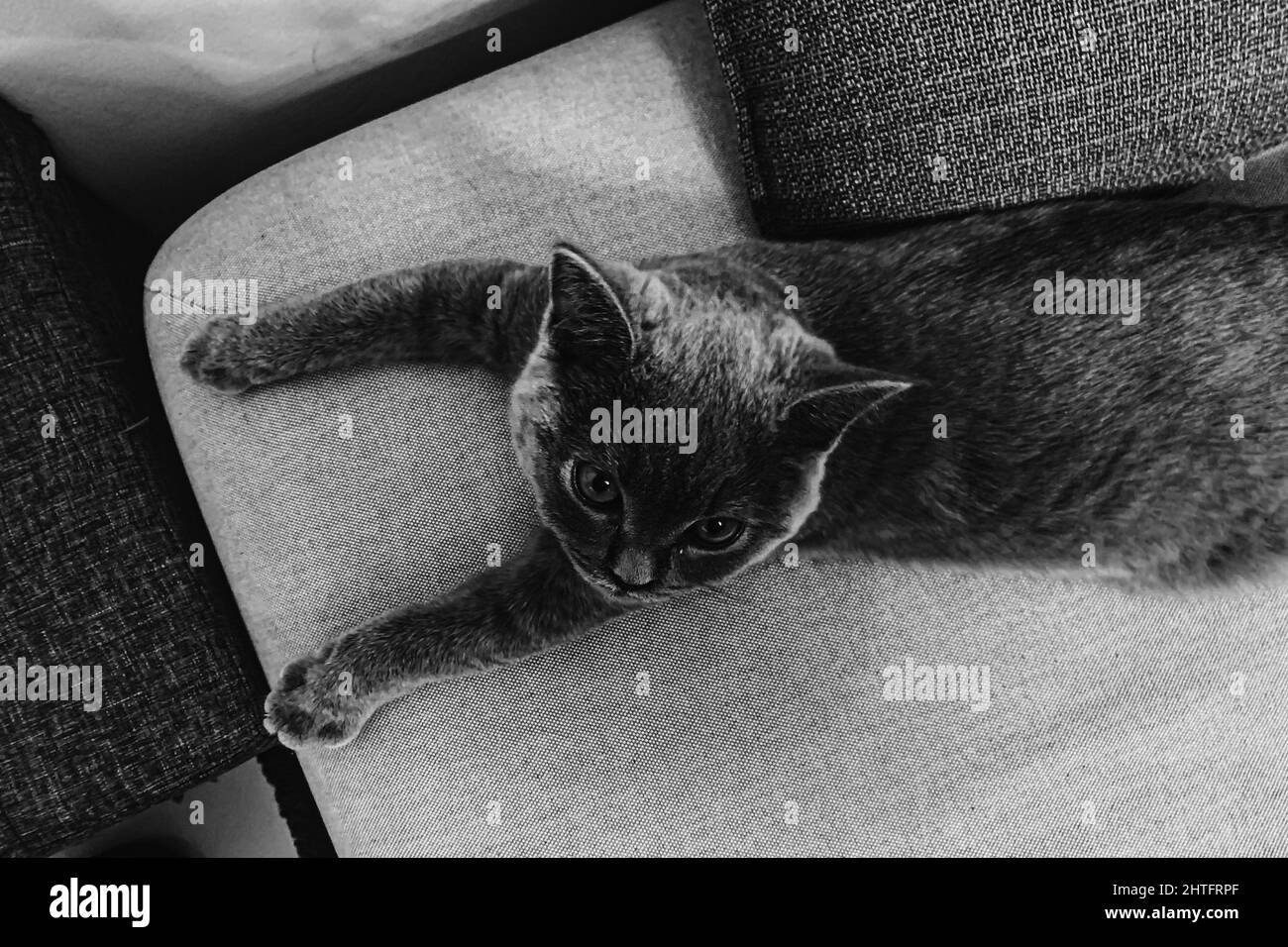 Shallow Focus Aufnahme einer entzückenden grauen Katze Stockfoto
