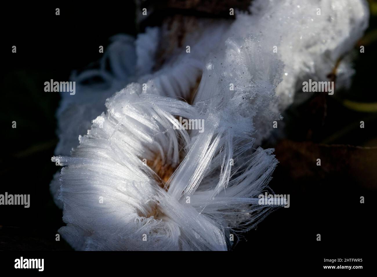 White Hair Ice in Vancouver, BC, Kanada Stockfoto