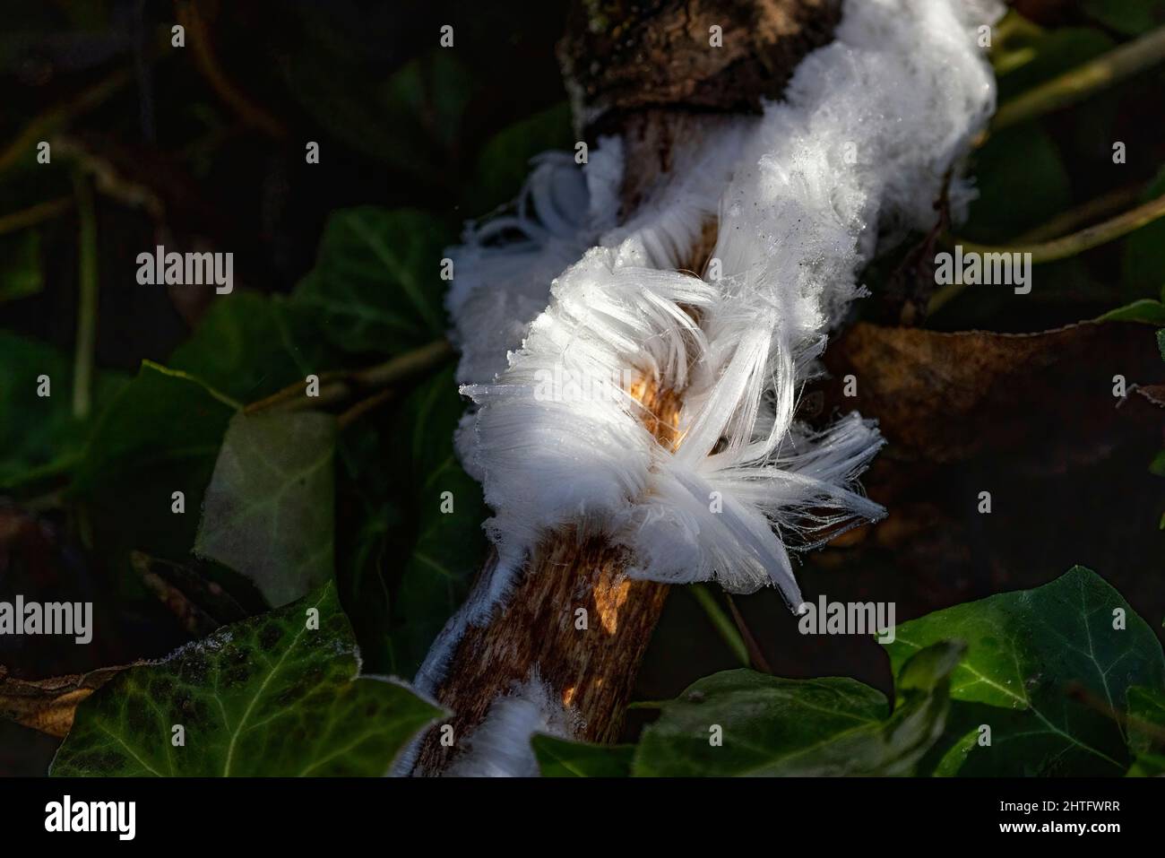 White Hair Ice in Vancouver, BC, Kanada Stockfoto