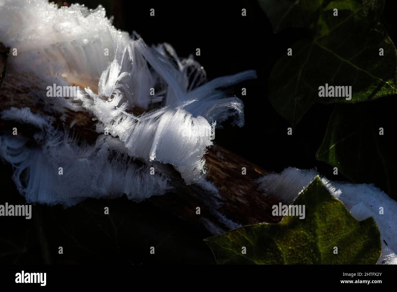 White Hair Ice in Vancouver, BC, Kanada Stockfoto