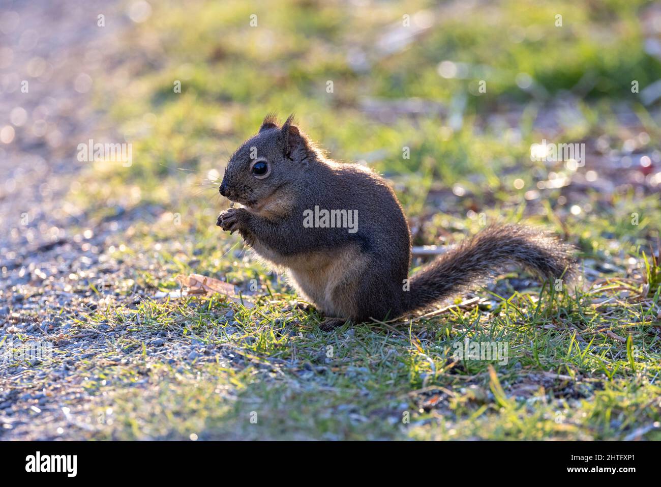 Brown Douglas-Eichhörnchen in Vancouver BC Kanada Stockfoto