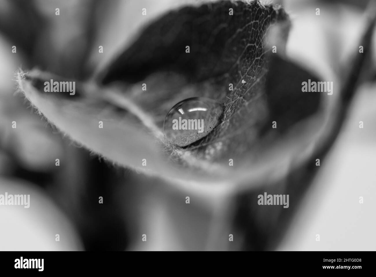 Makroaufnahme eines Pflanzenzweiges mit grün gemusterten Blättern, die in einem Blumentopf gepflanzt wurden Stockfoto