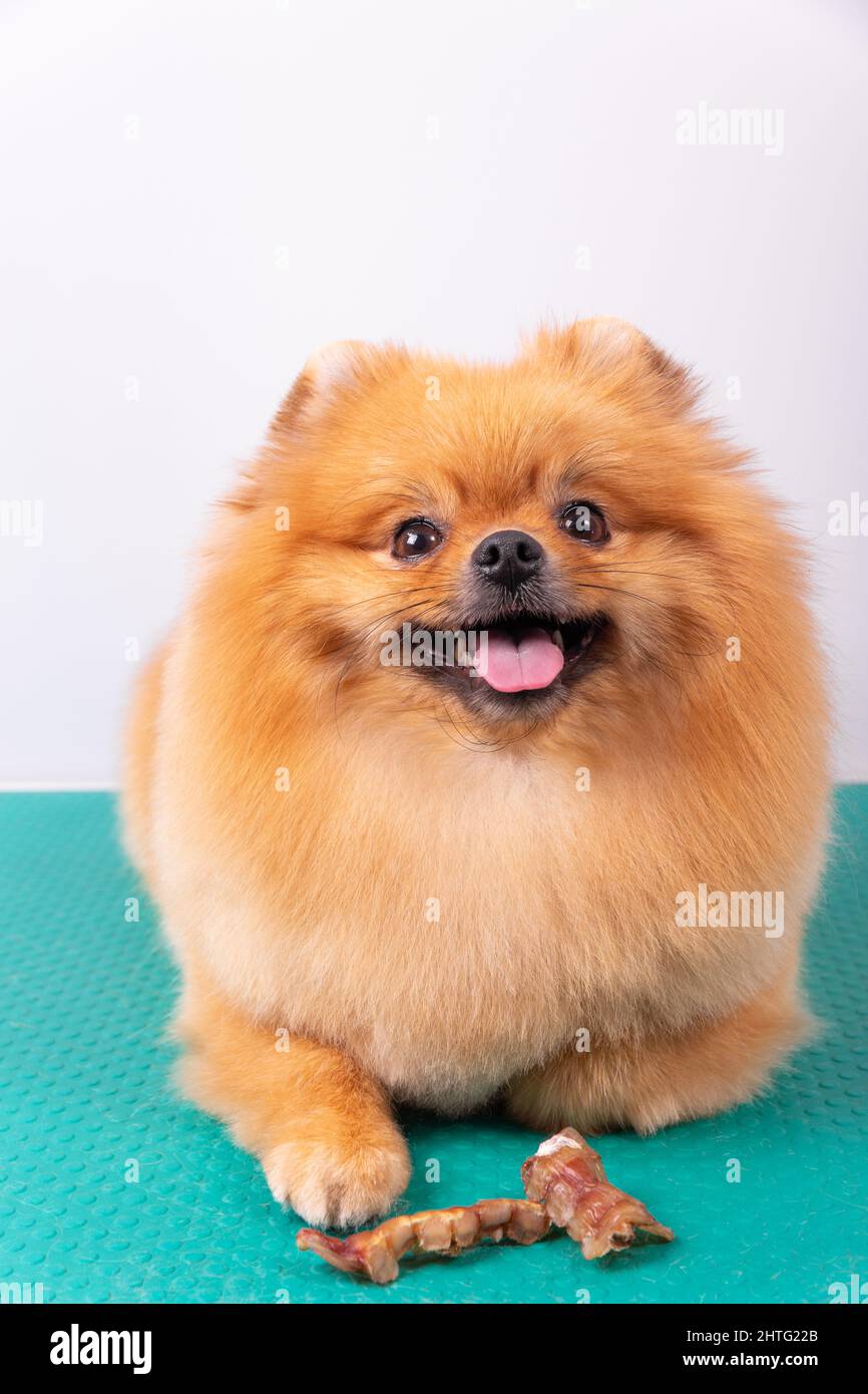 Liebenswert braun pommerschen Hund essen getrocknete Tierfutter für das Training und spielen niedlichen Tier auf weißem Hintergrund, Nahaufnahme des Gesichts. Stockfoto