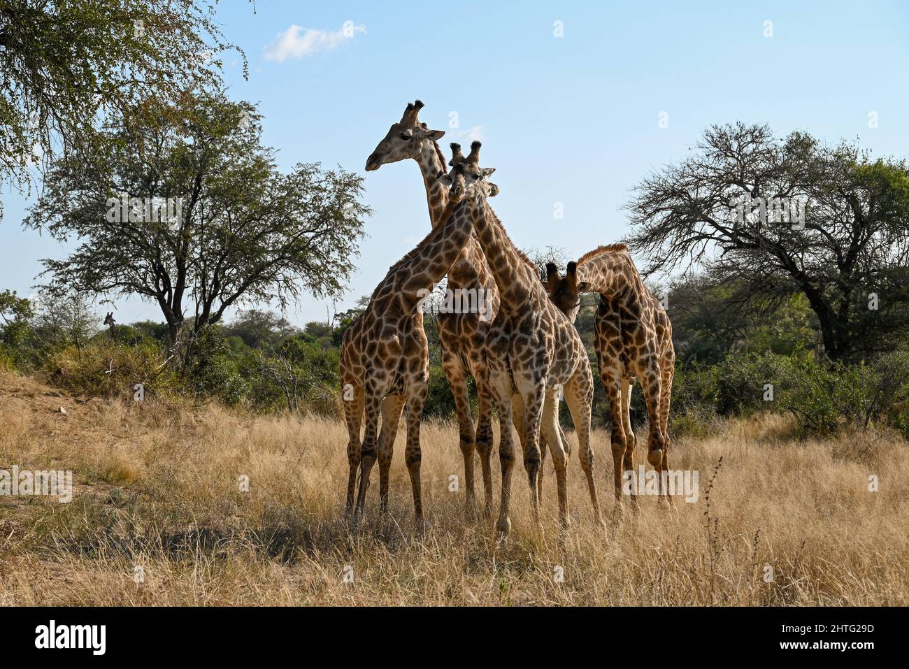 Giraffen posieren in Buschveld Stockfoto
