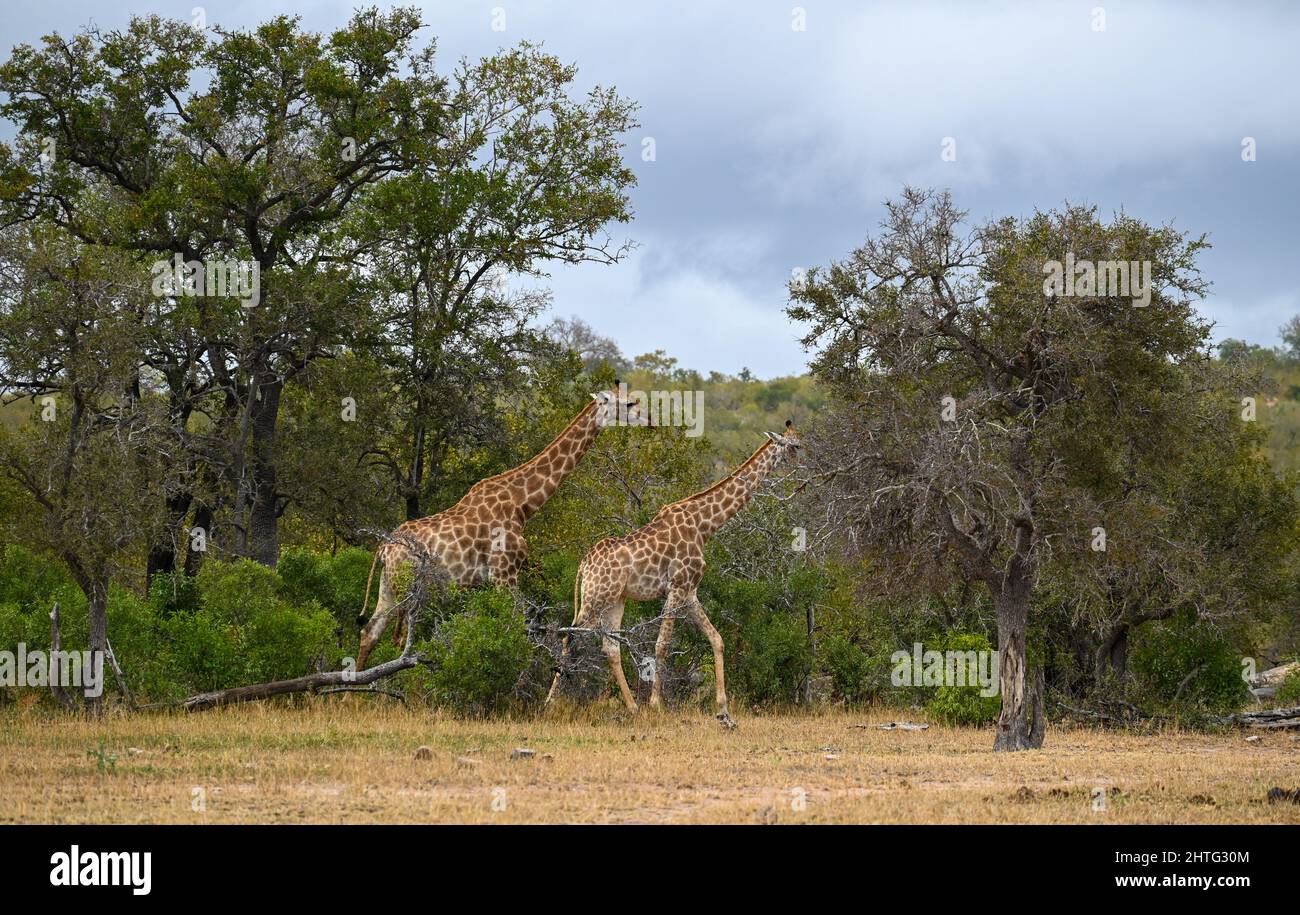 2 Giraffen im Buschveld Stockfoto