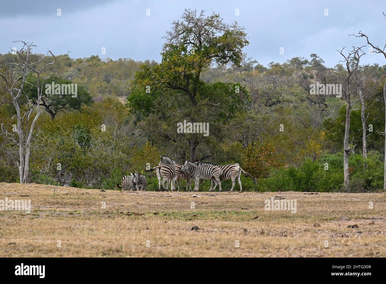 Herde Zebras im Buschveld Stockfoto
