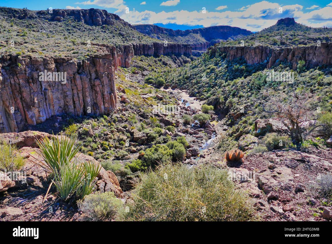 Canyon mit Fluss- und Wüstenvegetation entlang des Monolith Garden Trail in der Mojave-Wüste in der Nähe von Kingman, Arizona, USA Stockfoto