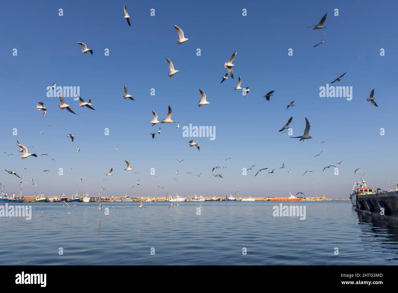 Möwen im Hafen, San Benedetto, italien Stockfoto