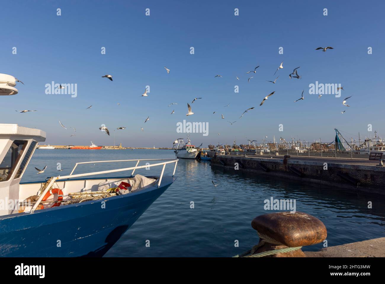 Möwen im Hafen, San Benedetto, italien Stockfoto