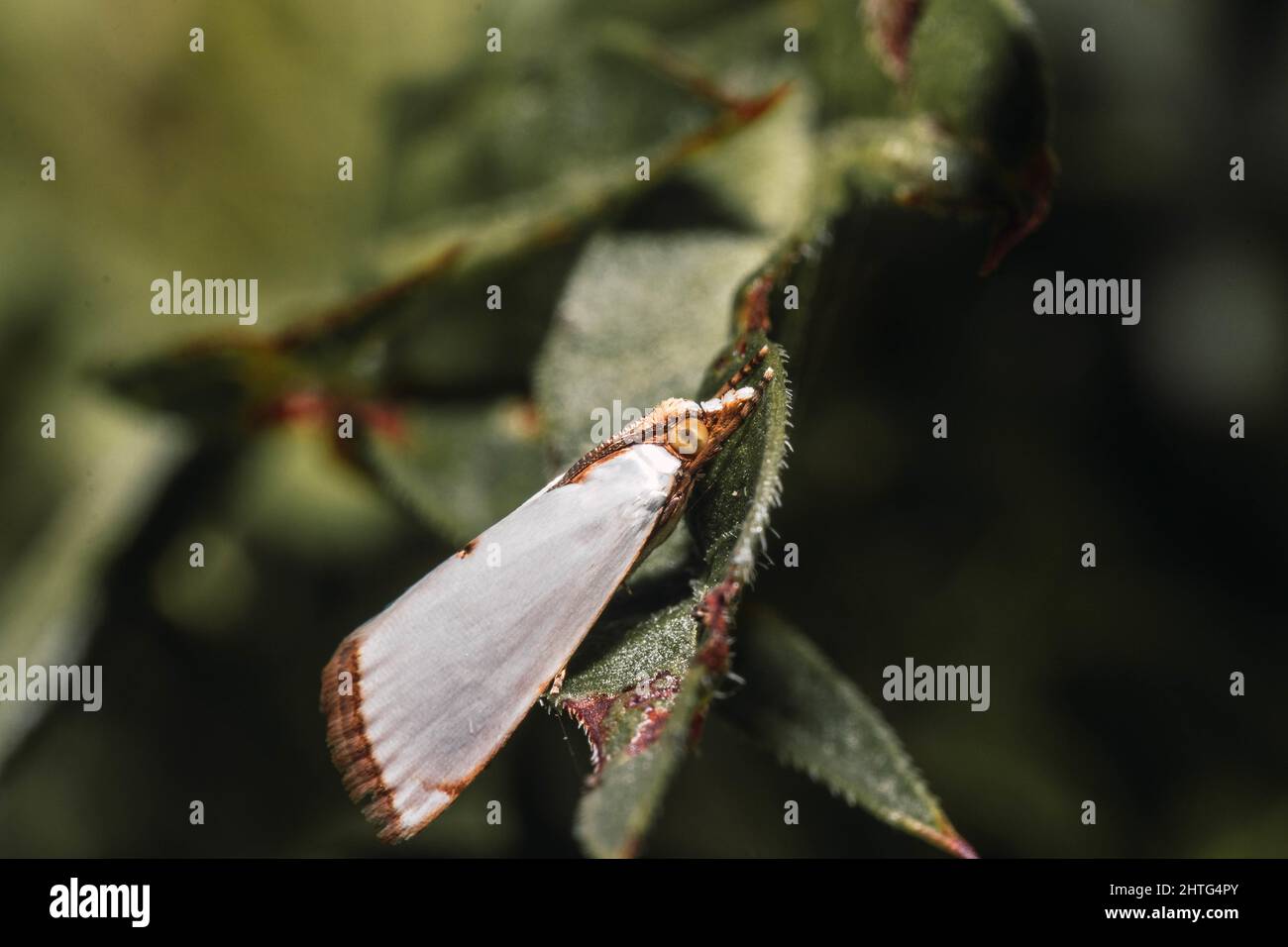 Kleiner Feldschmetterling Stockfoto