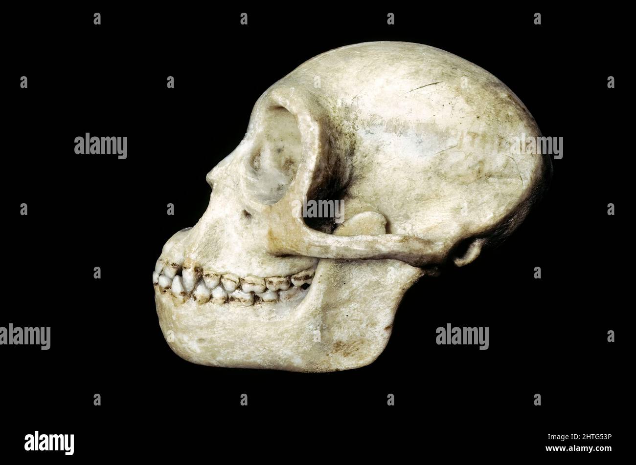 Propliopitheucs (Uranthropoide) Schädel auf schwarzem Hintergrund, Oligozän Stockfoto