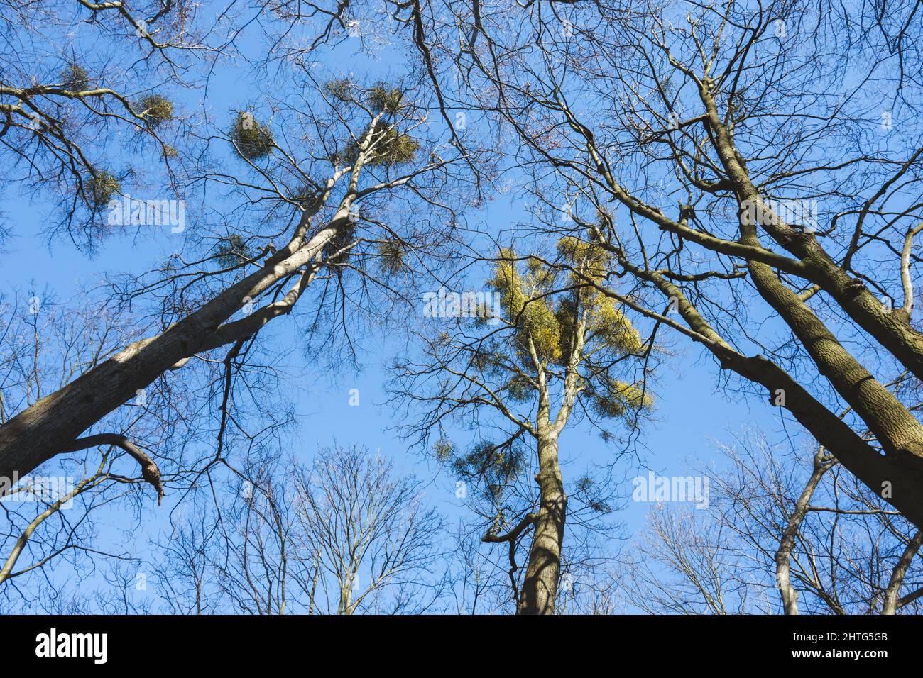 Frühlingsbäume gegen den blauen Himmel von unten gesehen Stockfoto