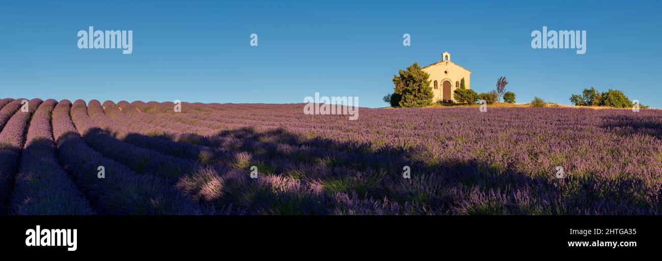 Provence im Sommer mit Lavendel. Entrevennes Kapelle in der Alpes-de-Haute-Provence, Frankreich Stockfoto