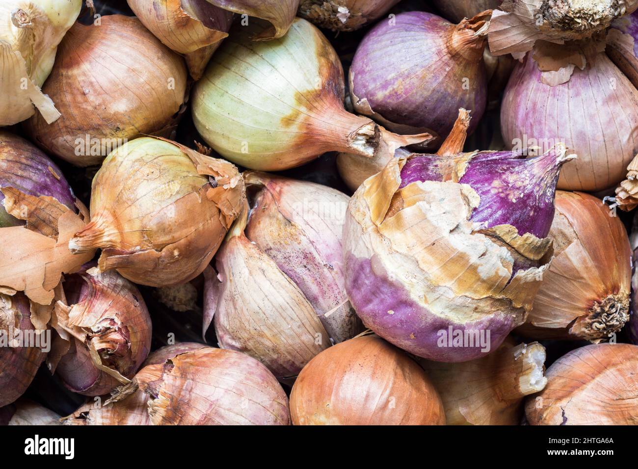 Haufen von braunen und violetten Schalotten, Allium Cepa Zwiebeln und braunen Zwiebeln Stockfoto