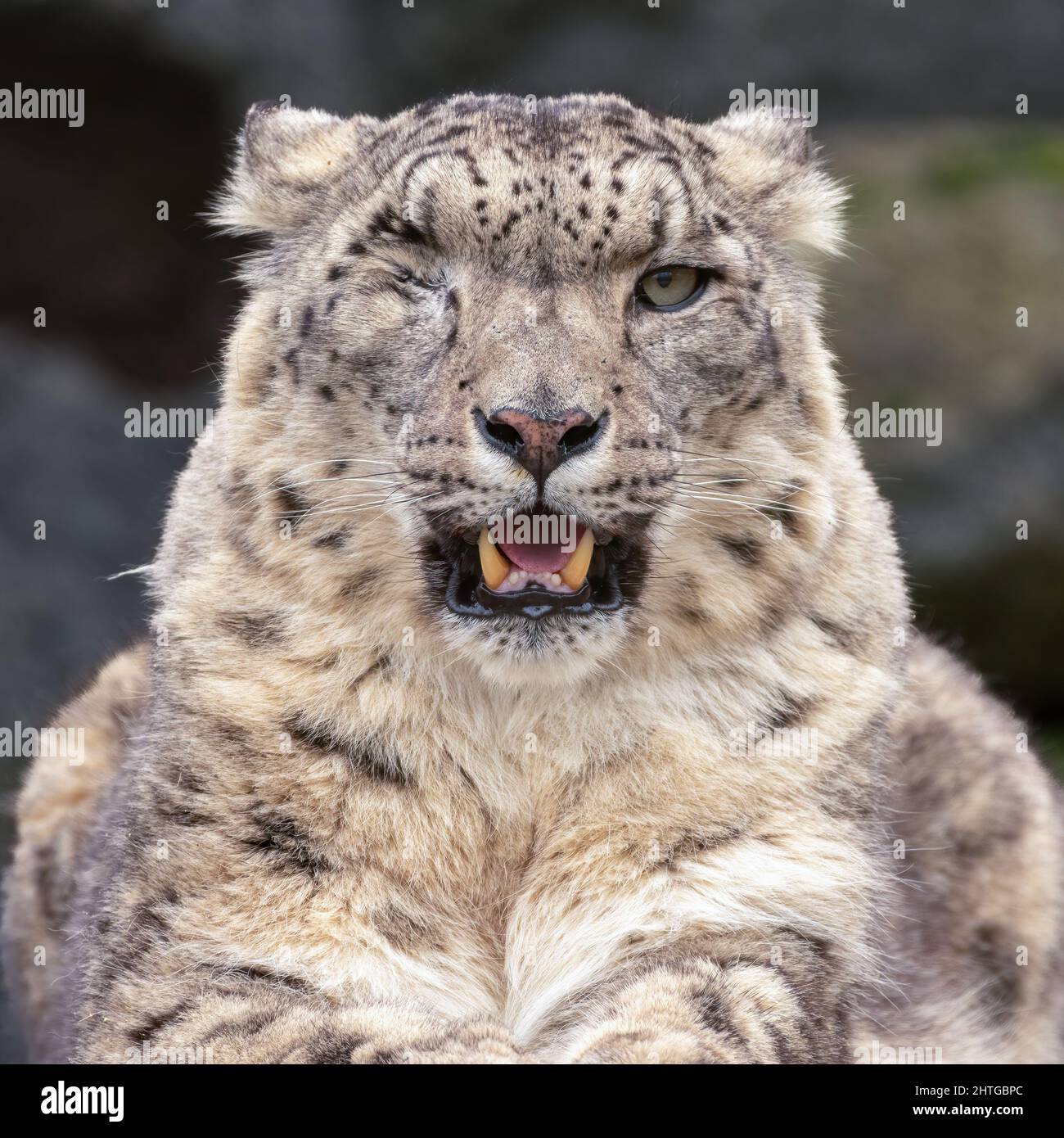 Schneeleopard oder Unze (Panthera uncia) Porträt. Schöne Großkatze, die ihre Reißzähne entblösst. Stockfoto