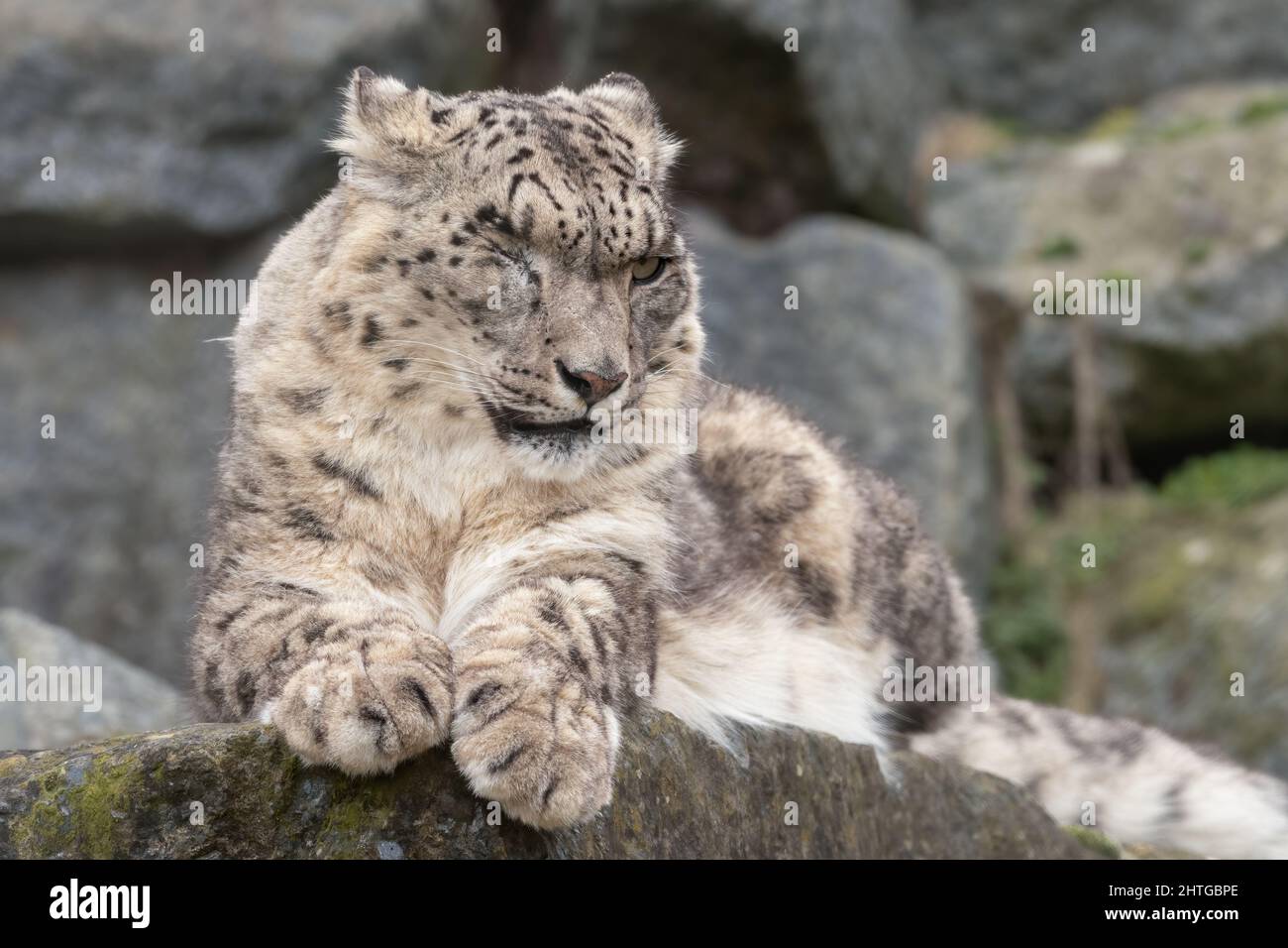 Schneeleopard (Panthera uncia), der auf einem Felsen faulenzt Stockfoto