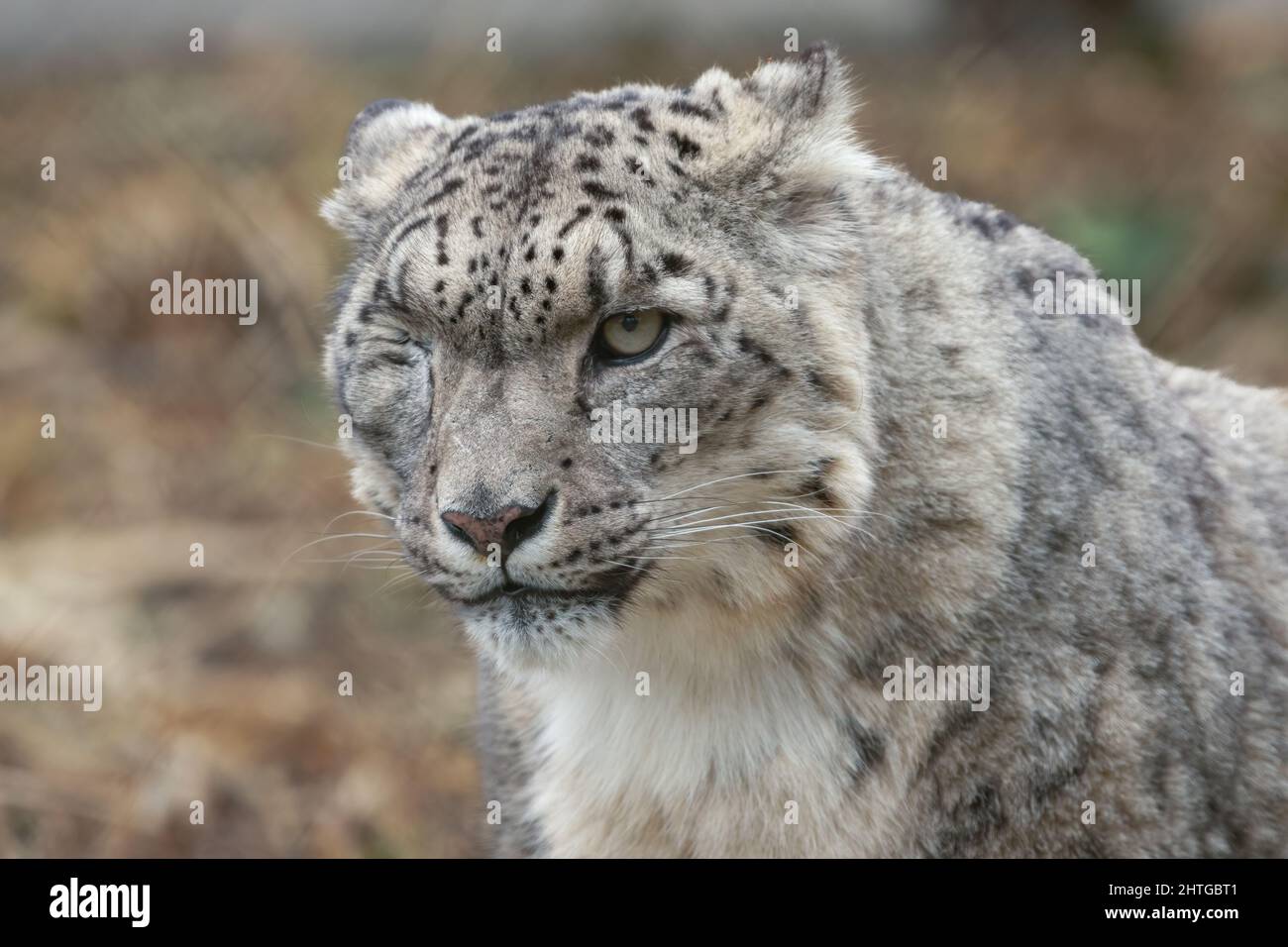 Schneeleopard isoliert vor einem verschwommenen Hintergrund. Schöne Großkatze aus dem Himalaya. Stockfoto