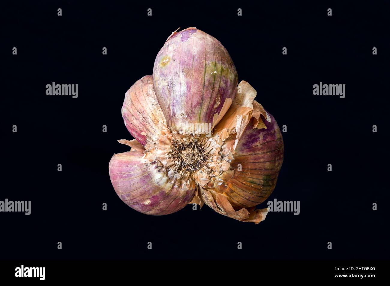 Braune und violette Schalotte, Allium Cepa Zwiebel, isoliert auf dunklem Hintergrund Stockfoto