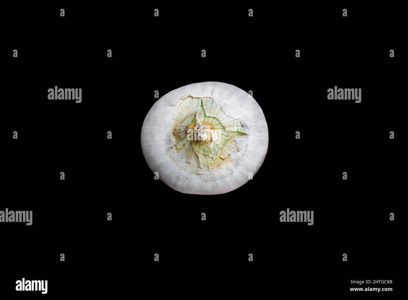 Weiße Zwiebel auf dunklem Hintergrund isoliert Stockfoto
