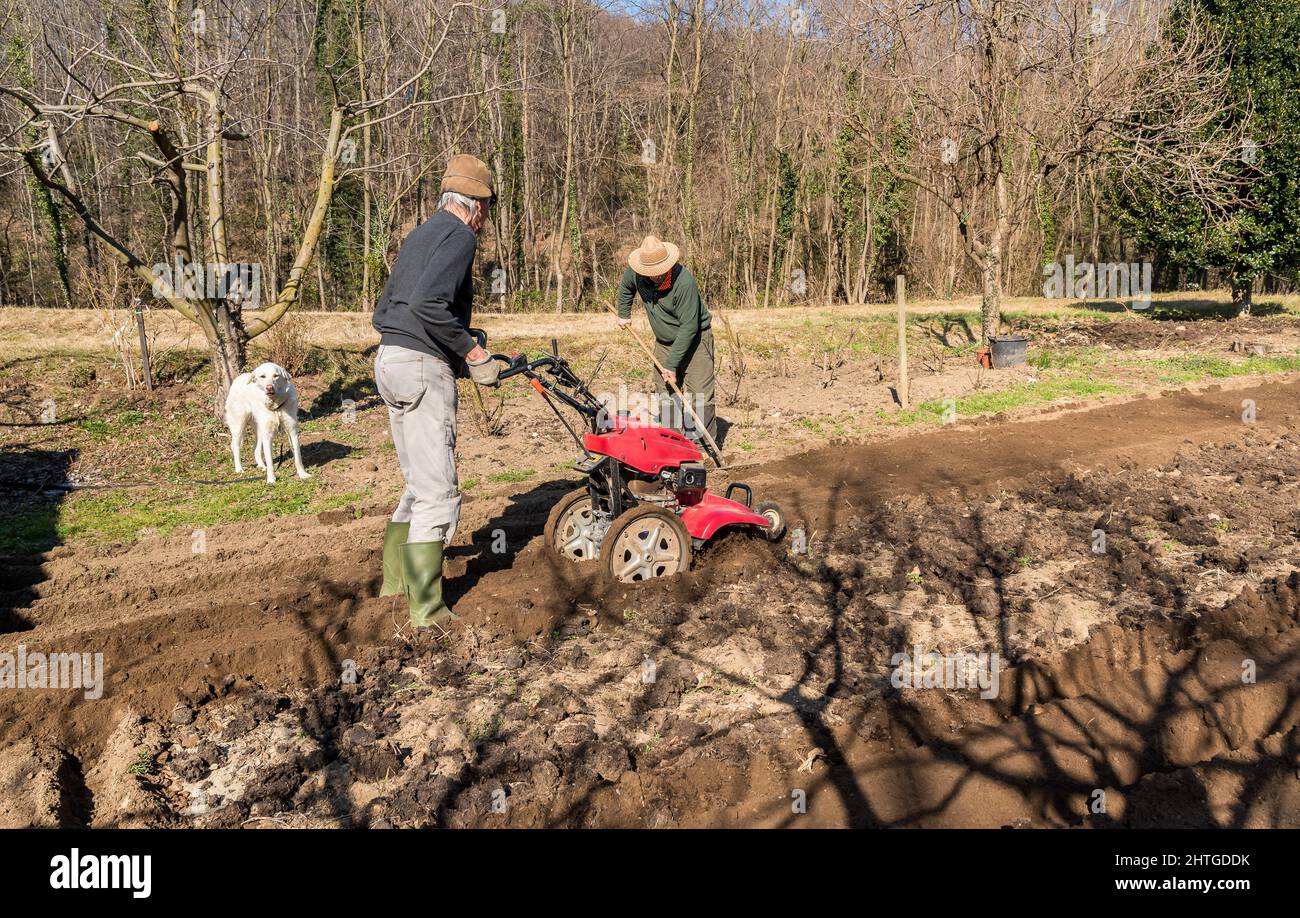 Zwei ältere Männer, die im Garten mit einer Bodenfräse Bodengrund bebauen. Frühlingsgarten Vorbereitung für die Aussaat. Stockfoto