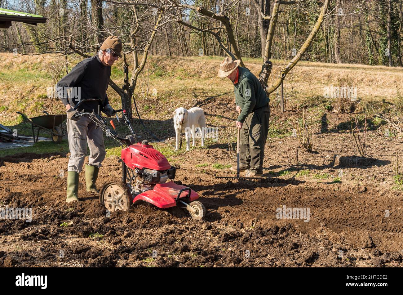 Zwei ältere Männer, die im Garten mit einer Bodenfräse Bodengrund bebauen. Frühlingsgarten Vorbereitung für die Aussaat. Stockfoto